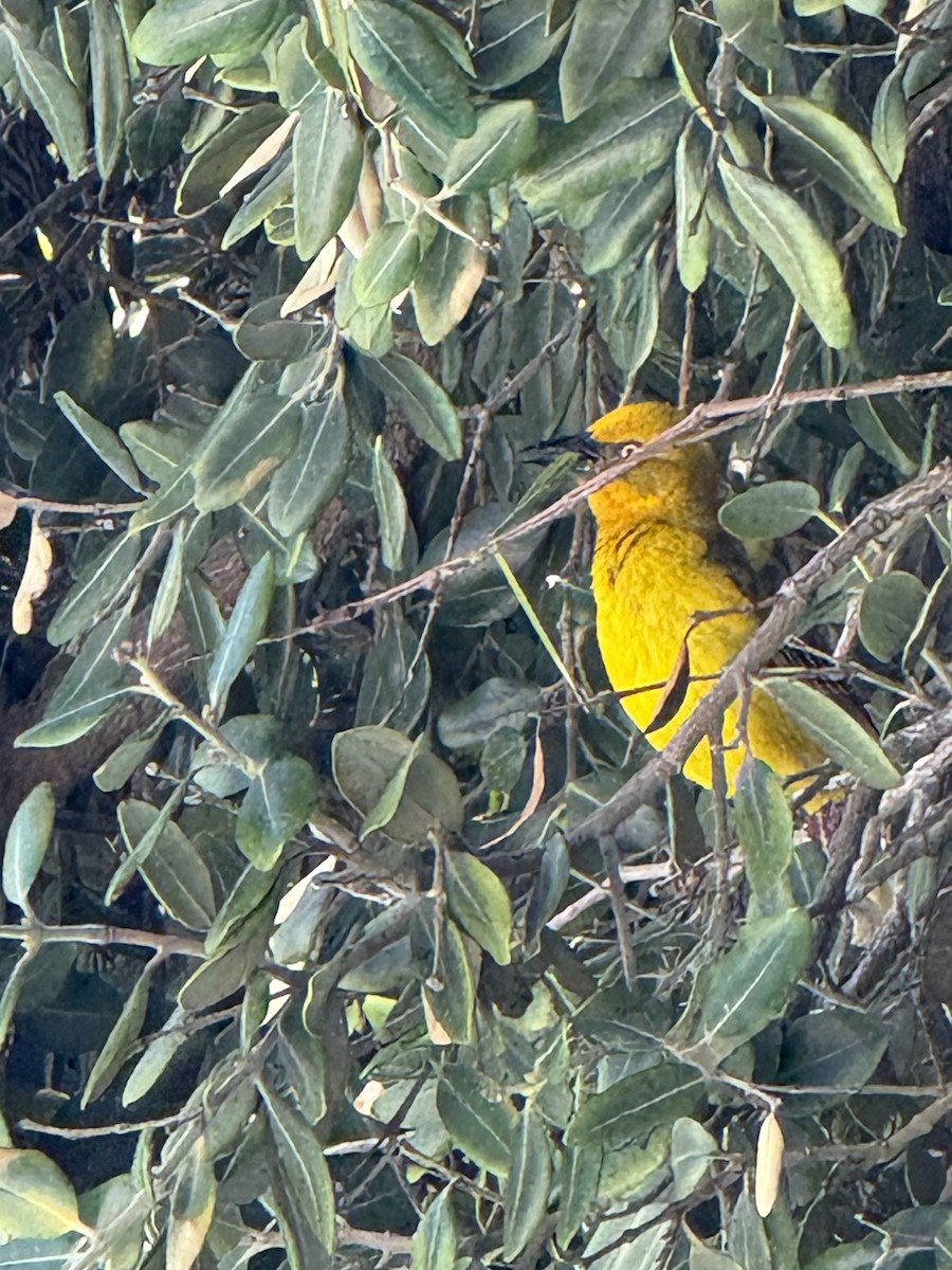 Cape Weaver - ML644276128