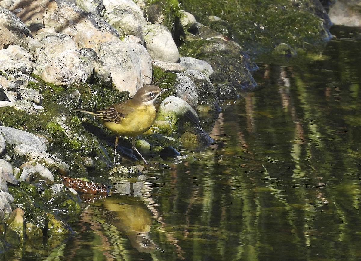 gulerle (iberiae) - ML644276129