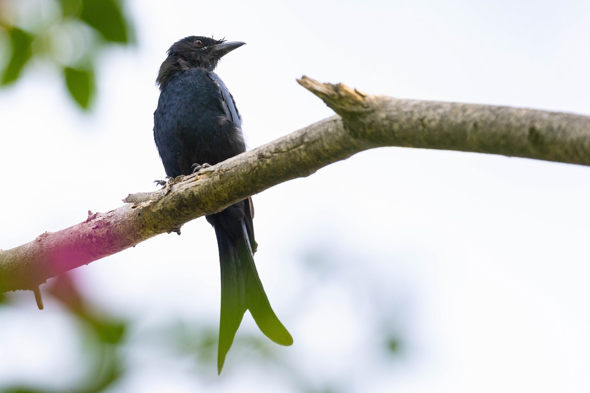 Black Drongo - ML644276139