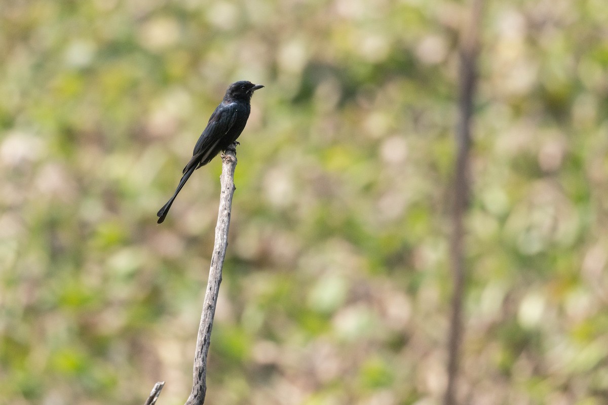 Black Drongo - ML644276140