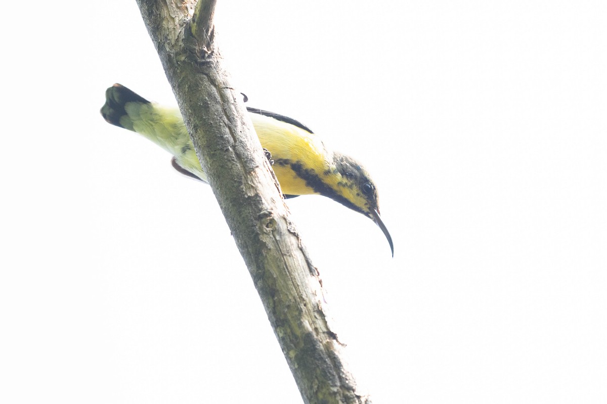 Purple Sunbird - ML644276151