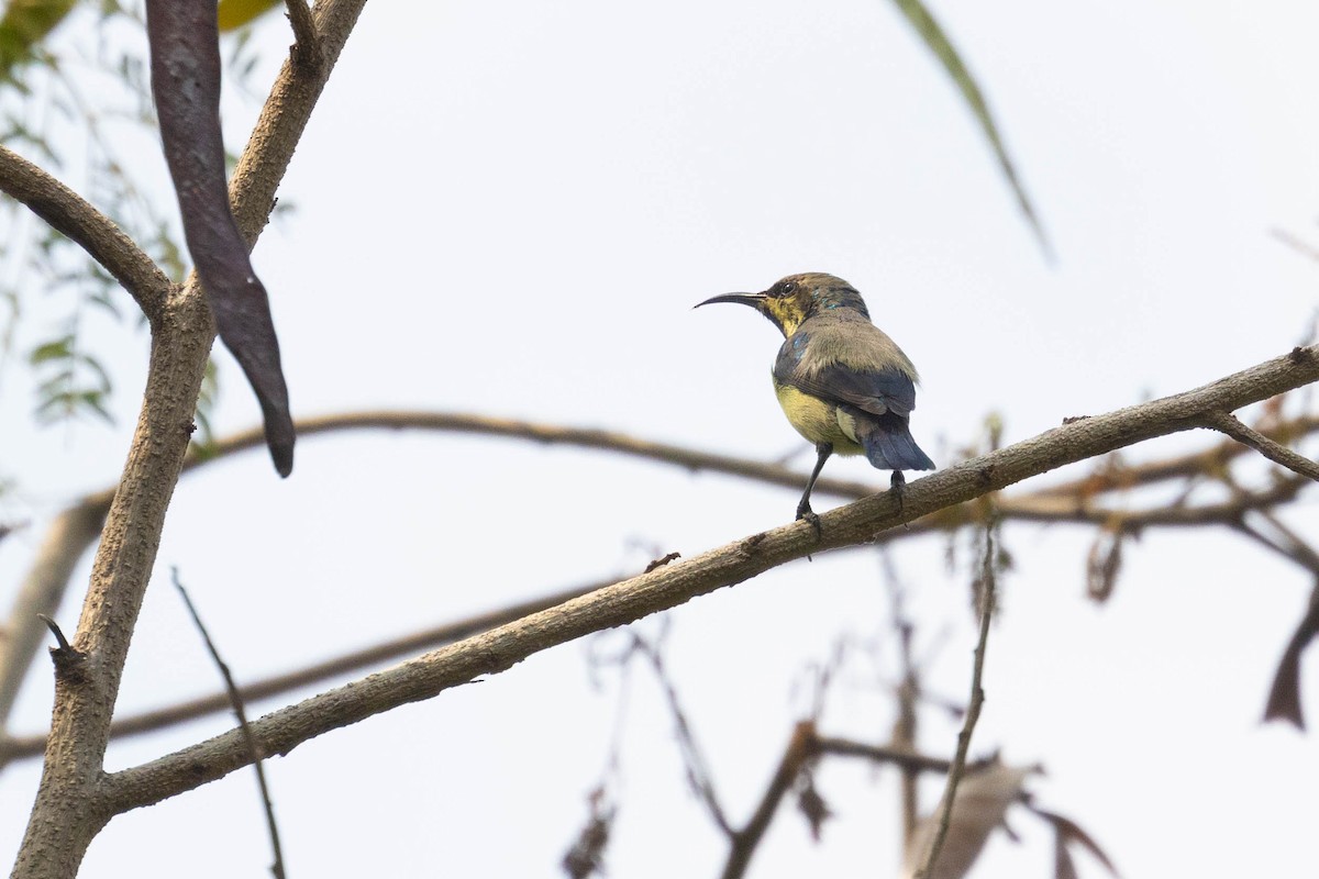 Purple Sunbird - ML644276152