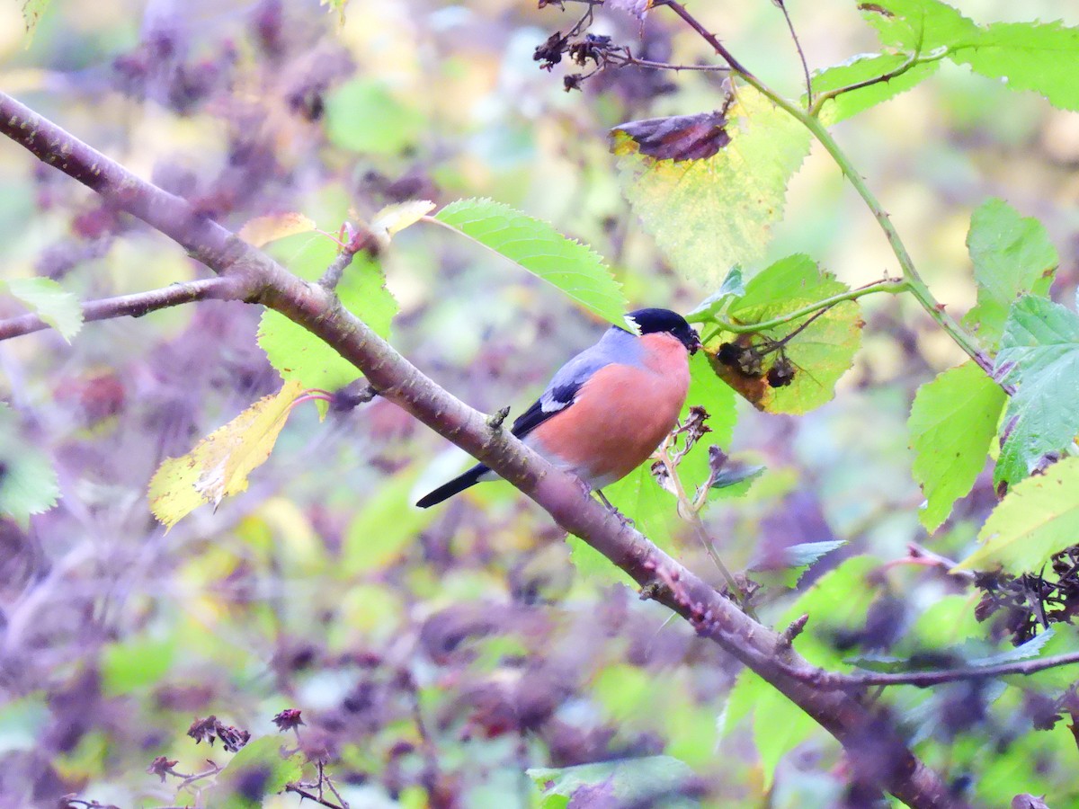Eurasian Bullfinch - ML644276154