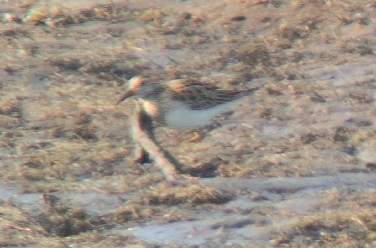 Çizgili Kumkuşu - ML644276162