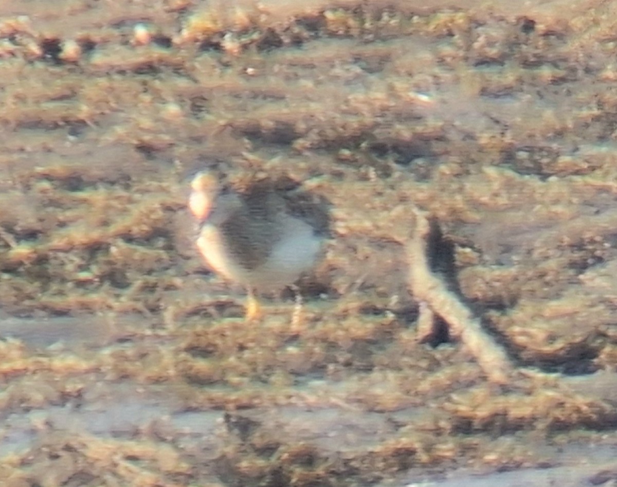 Çizgili Kumkuşu - ML644276163