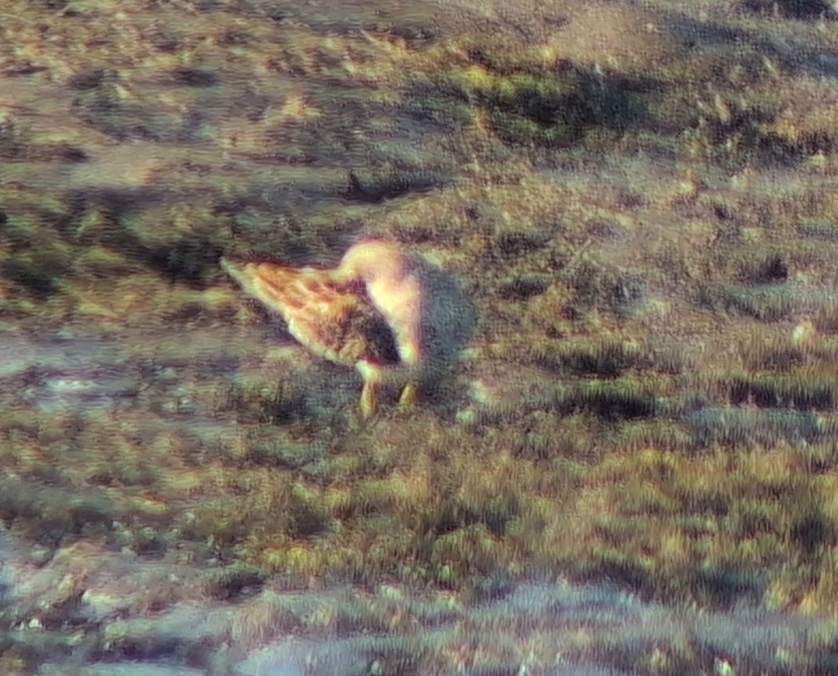 Çizgili Kumkuşu - ML644276164