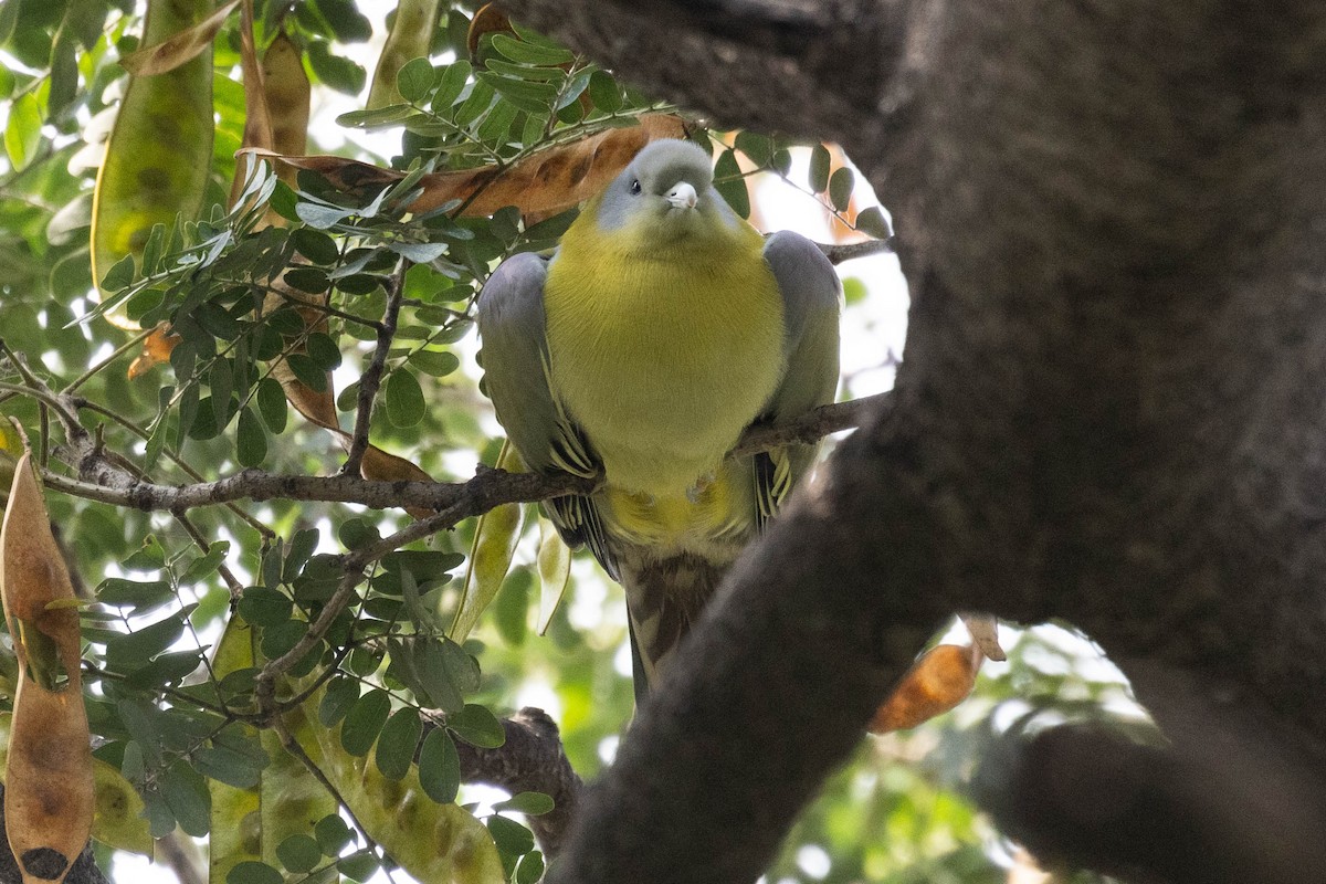 Yellow-footed Green-Pigeon - ML644276165