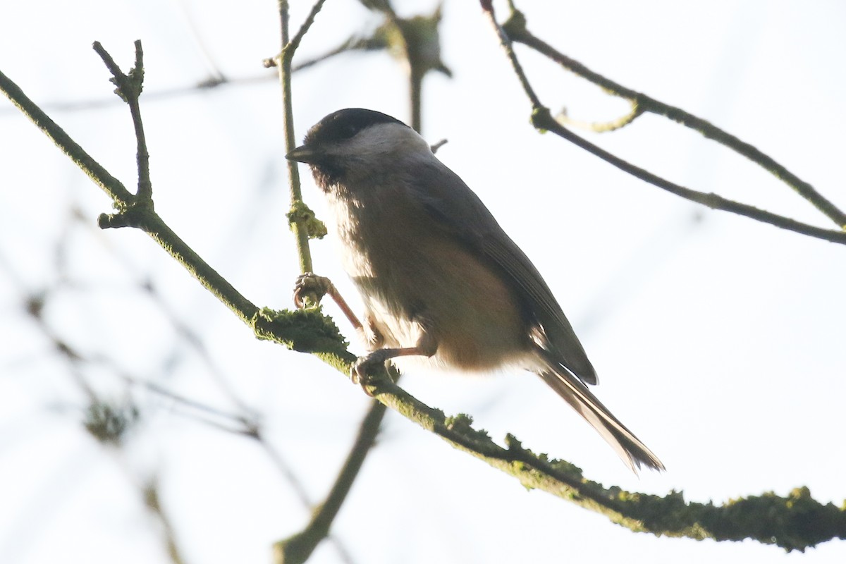 Mésange boréale - ML644276166