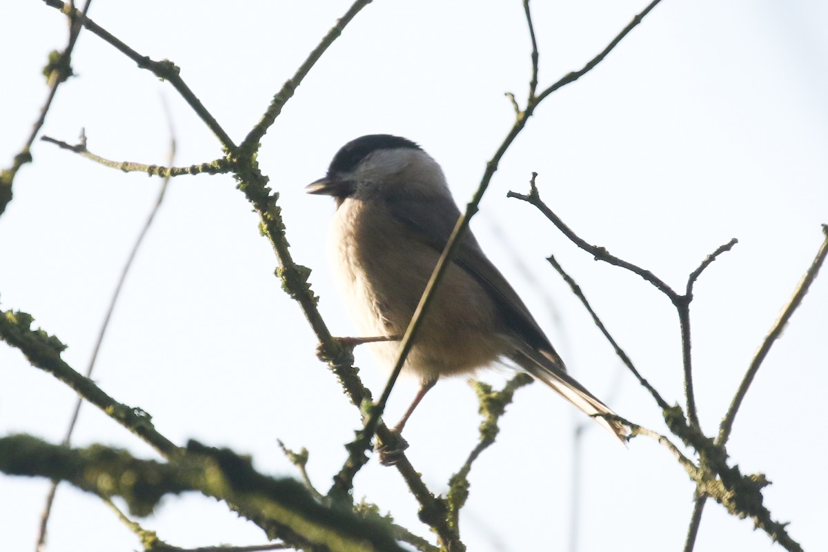 Mésange boréale - ML644276167