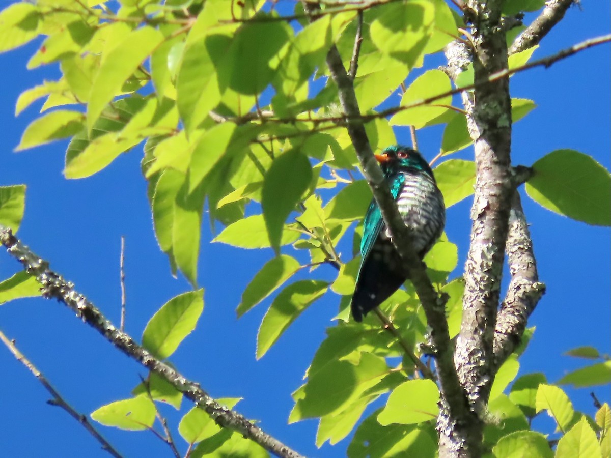 Дідрик смарагдовий - ML644276168