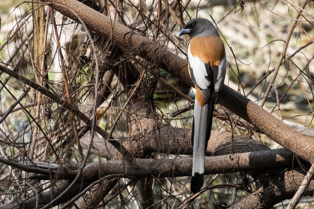 Kızıl Saksağan - ML644276176