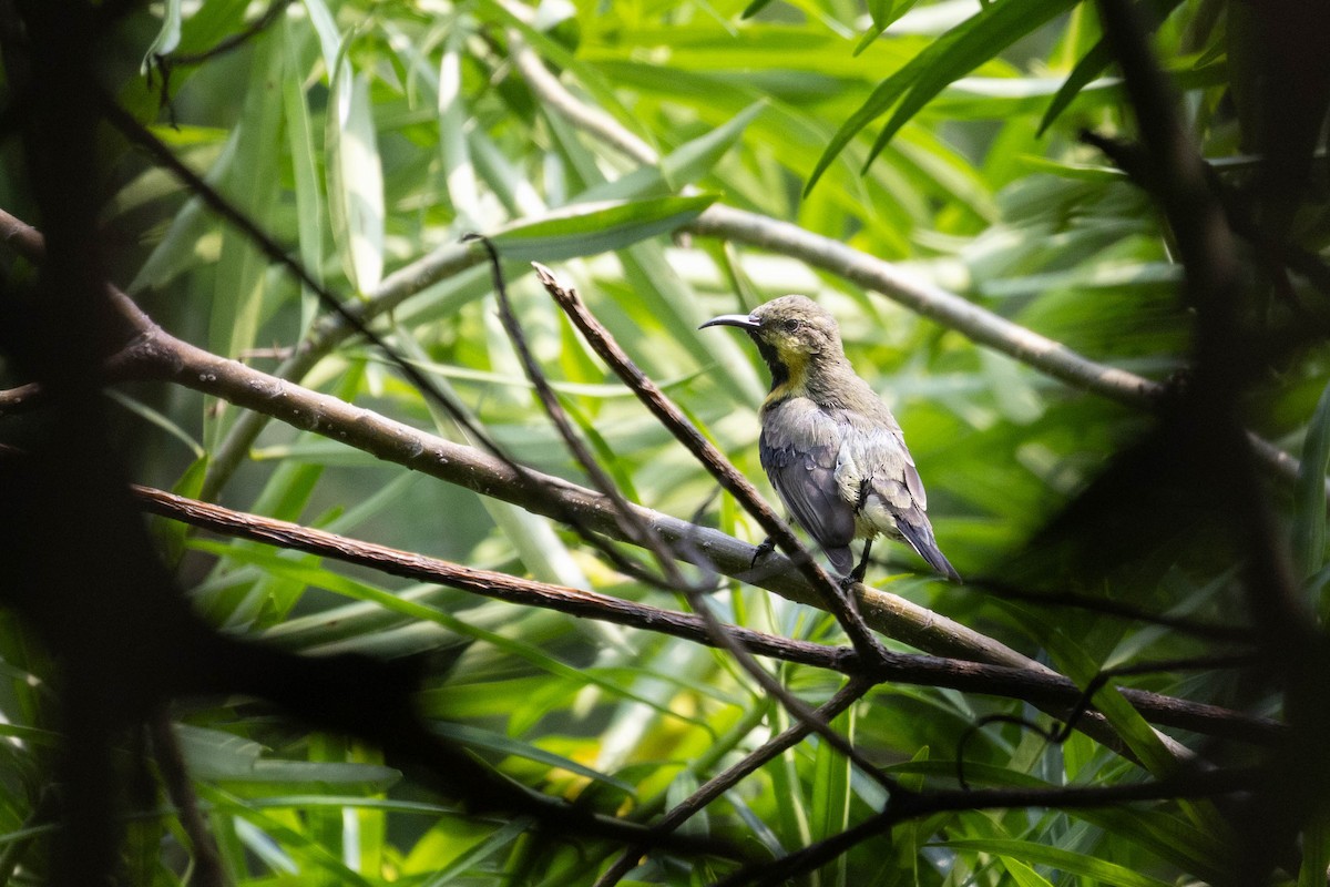 Purple Sunbird - ML644276180