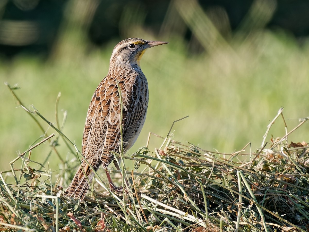 Western Meadowlark - ML644276183