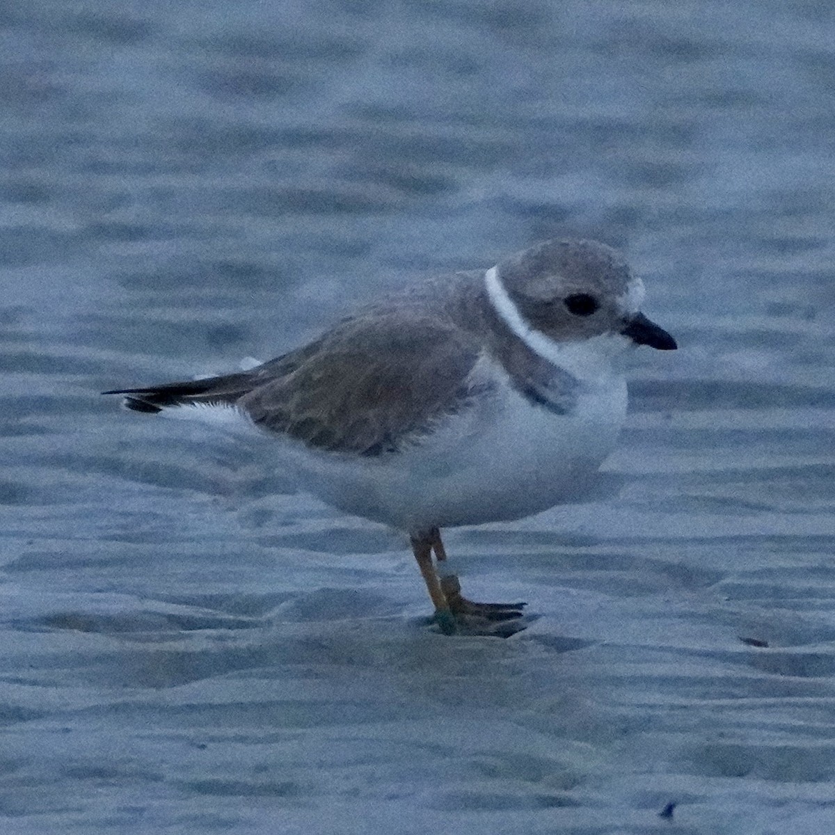 Flötenregenpfeifer - ML644276184