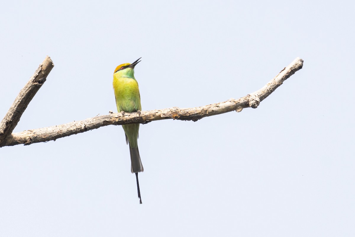 Asian Green Bee-eater - ML644276187