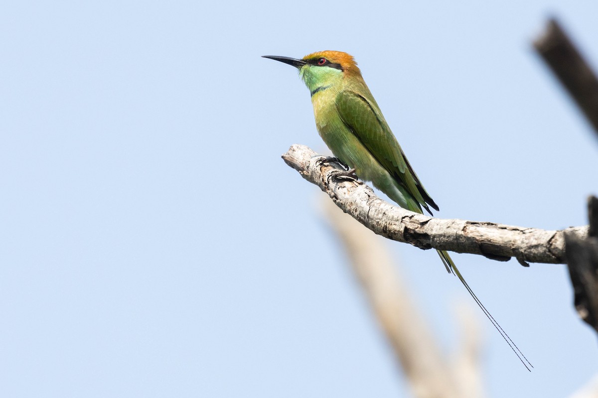 Asian Green Bee-eater - ML644276192