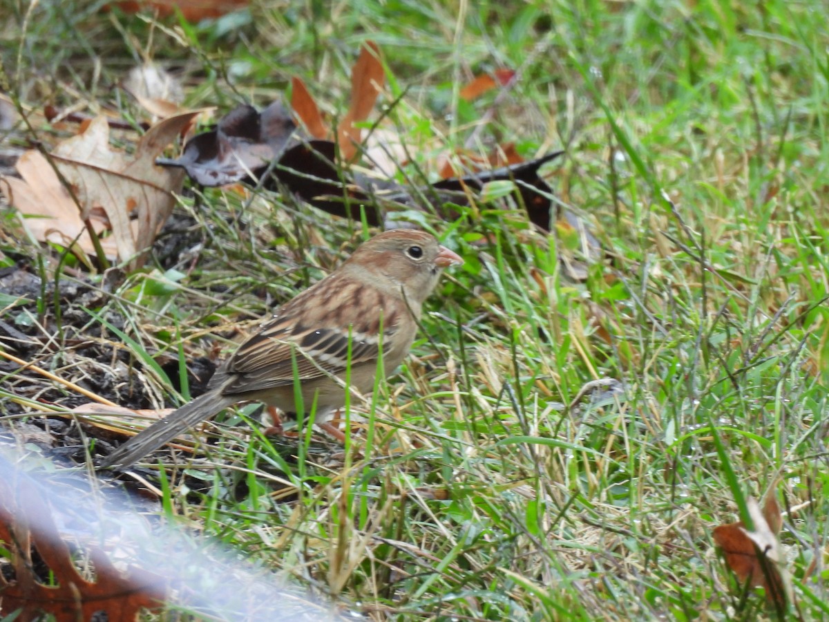 Field Sparrow - ML644276203