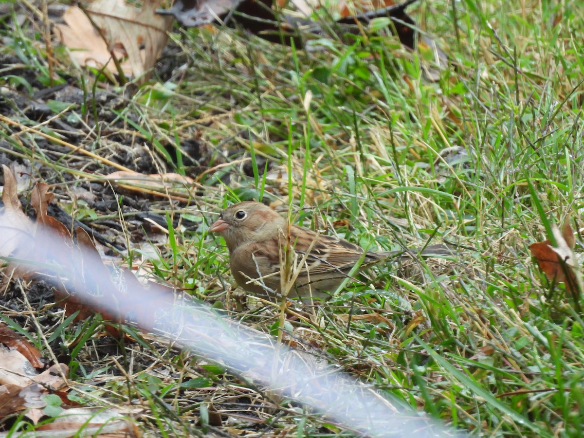 Field Sparrow - ML644276217