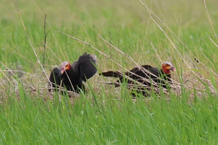 myrkondor - ML644276240