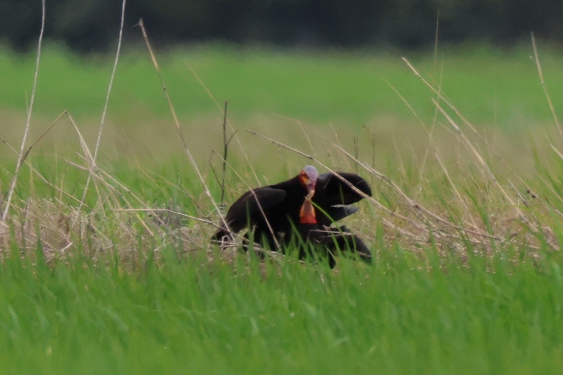 myrkondor - ML644276242