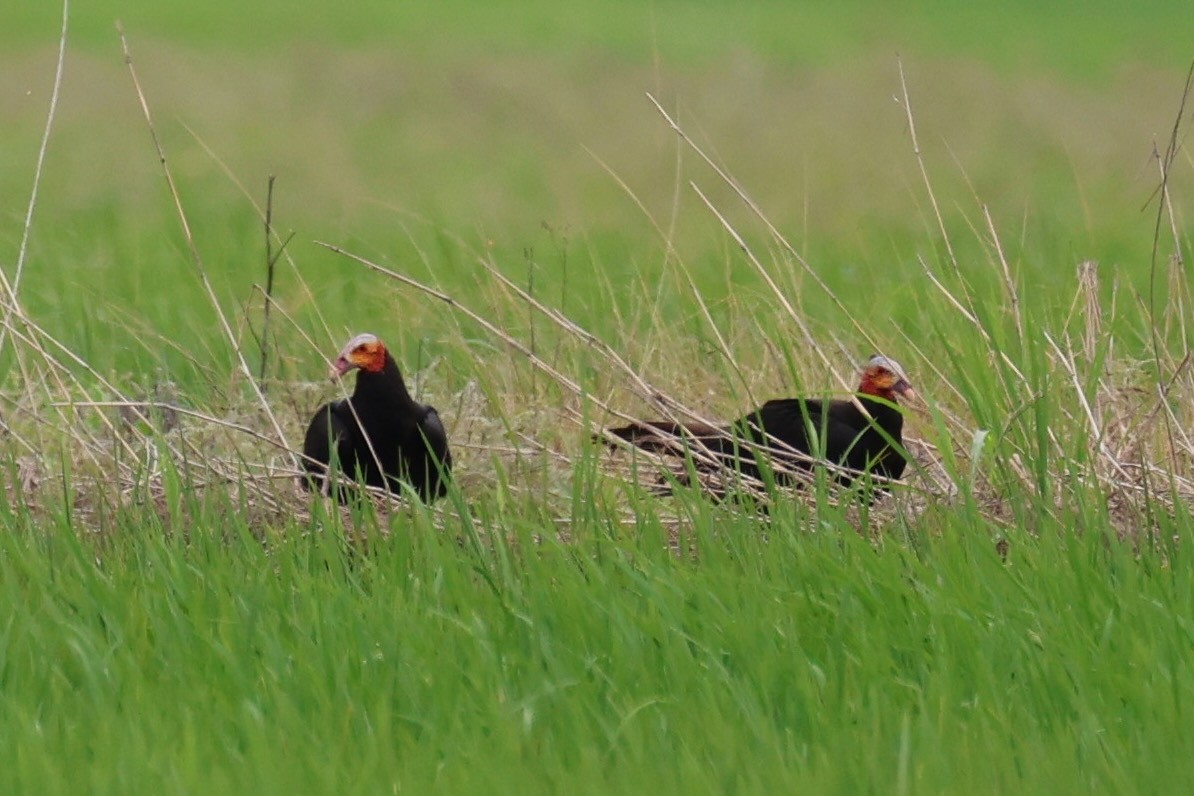 myrkondor - ML644276243