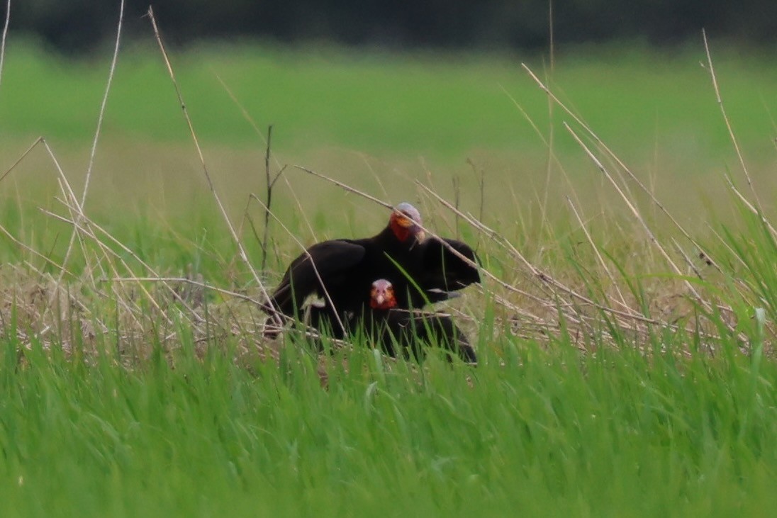 myrkondor - ML644276244