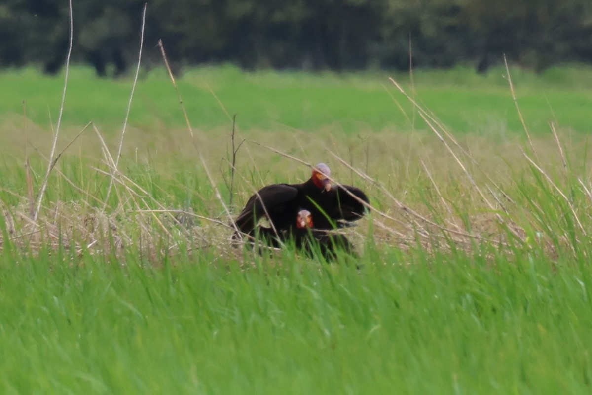 myrkondor - ML644276245