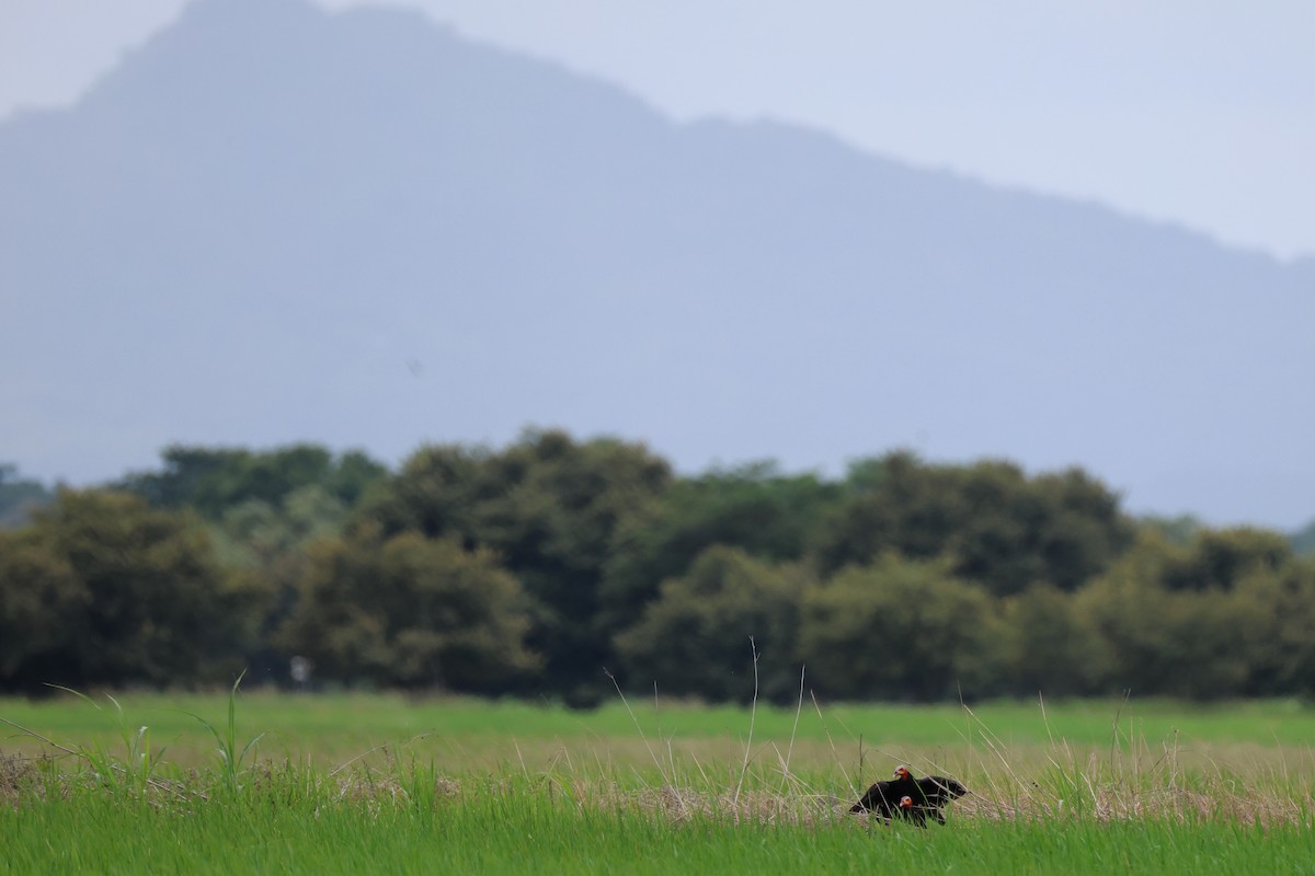 myrkondor - ML644276247