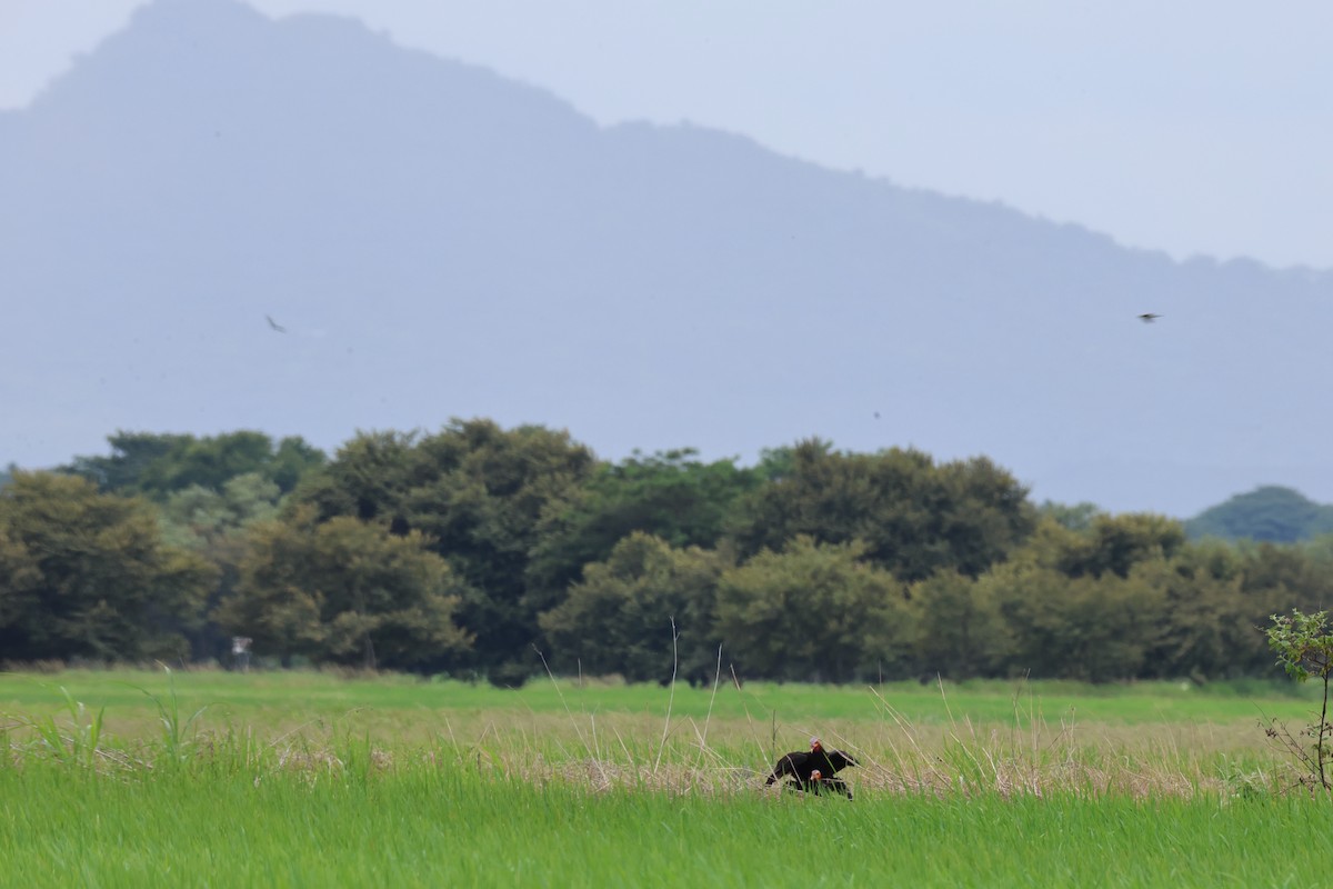 myrkondor - ML644276248