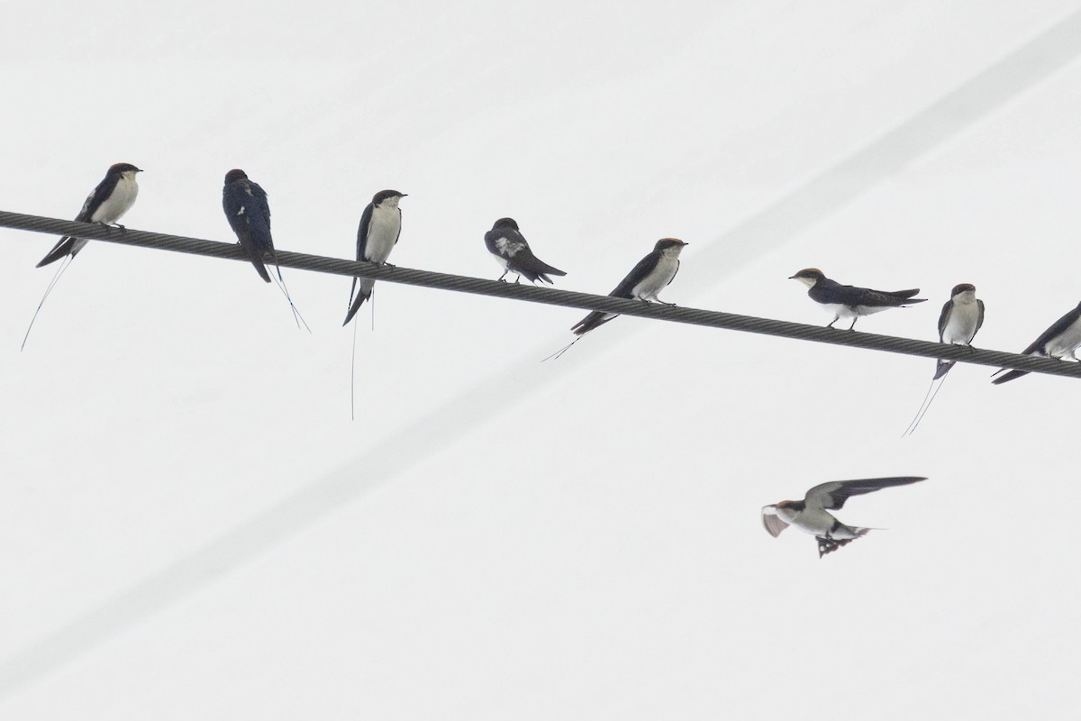 Ластівка ниткохвоста - ML644276256