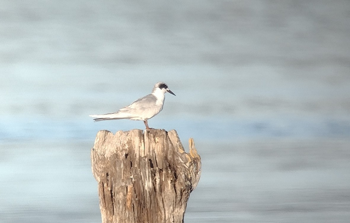 Крячок неоарктичний - ML644276259