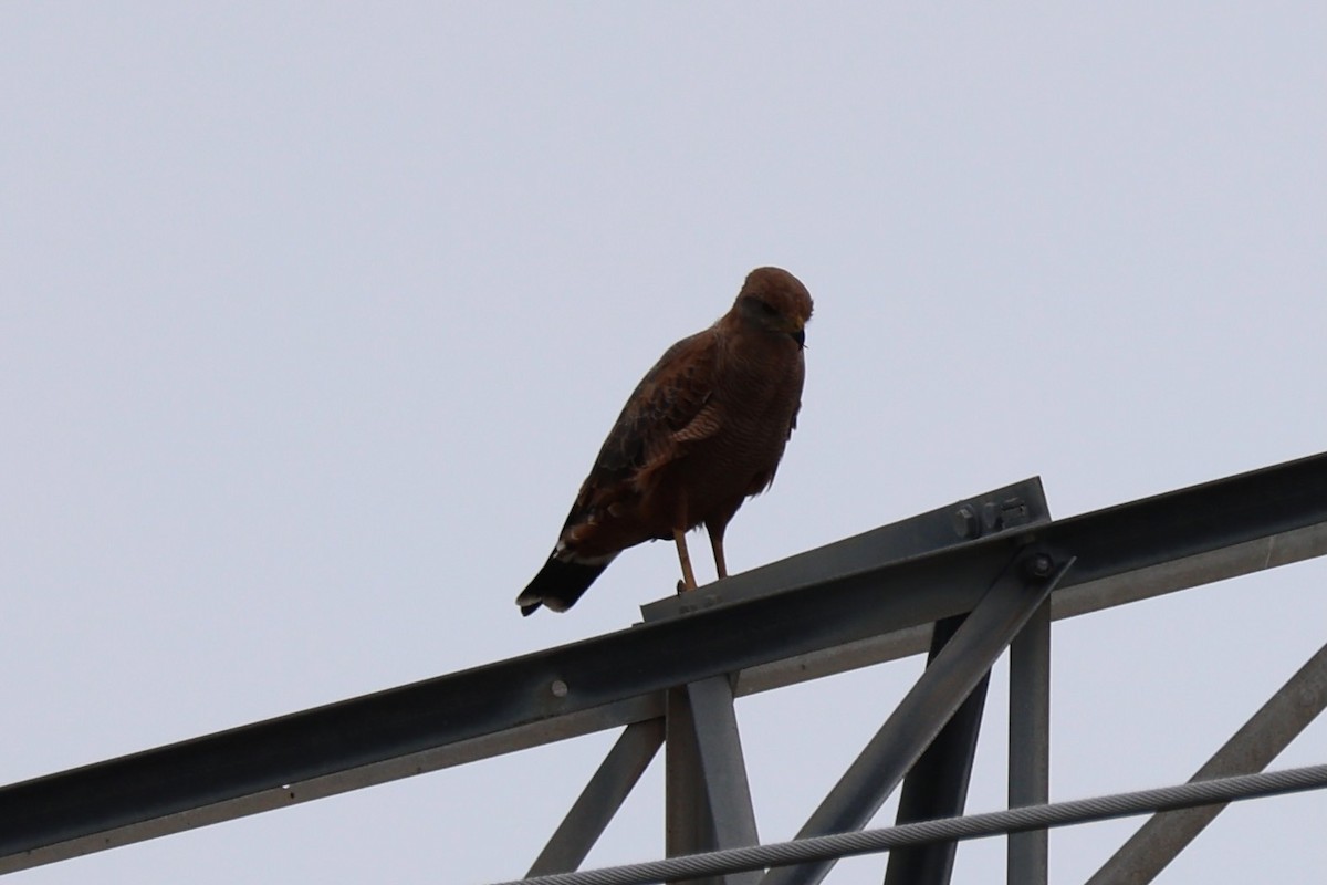 Savanna Hawk - ML644276264