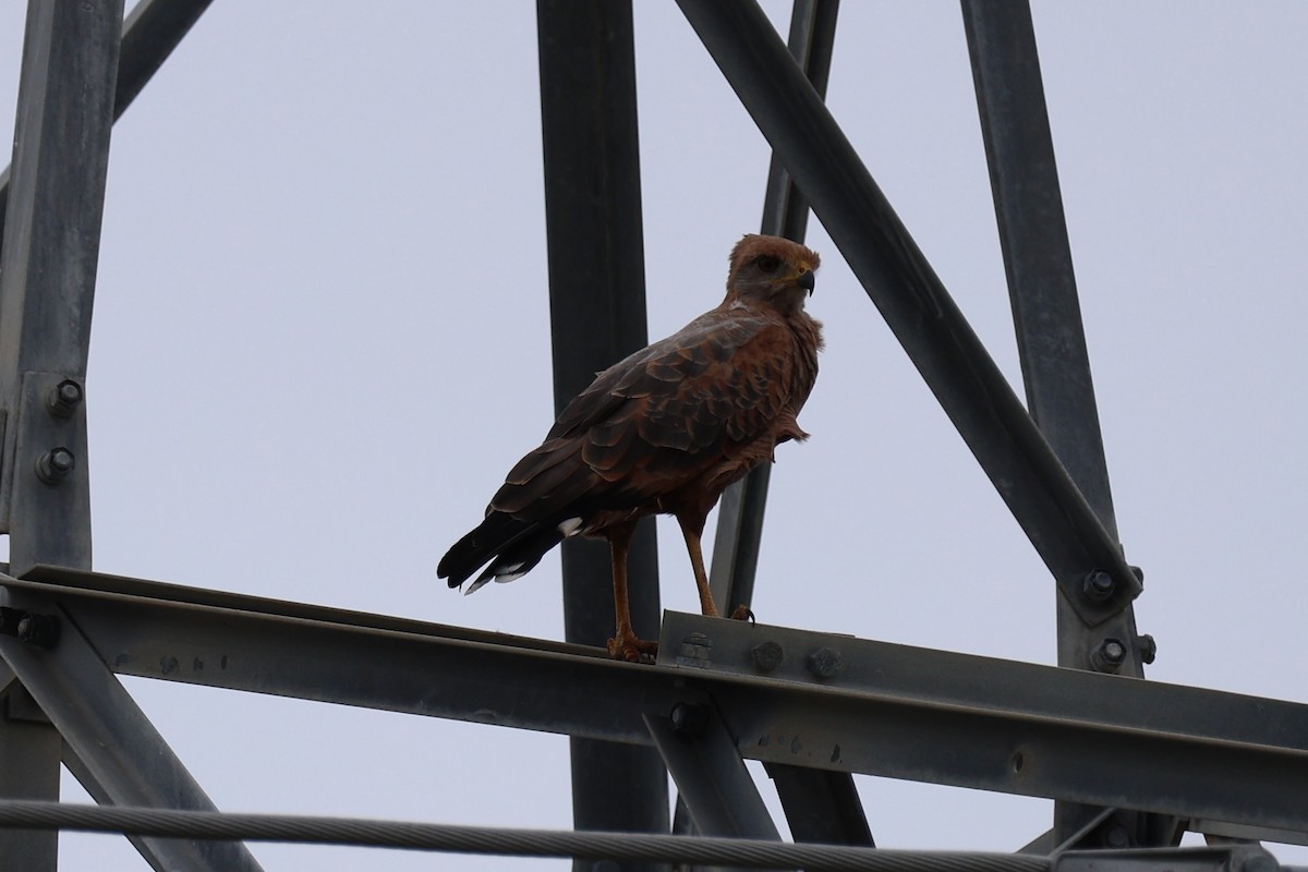 Savanna Hawk - ML644276265