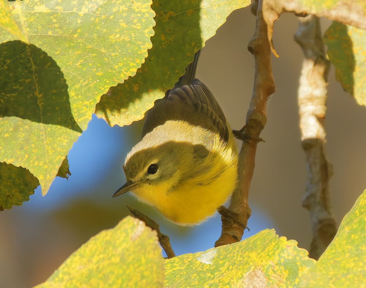 Prairie Warbler - ML644276277