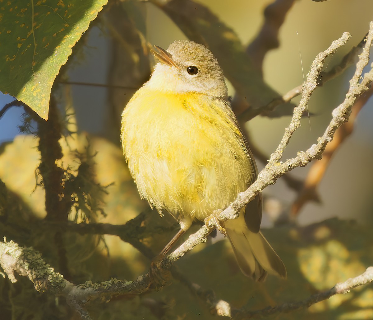 Prairie Warbler - ML644276291