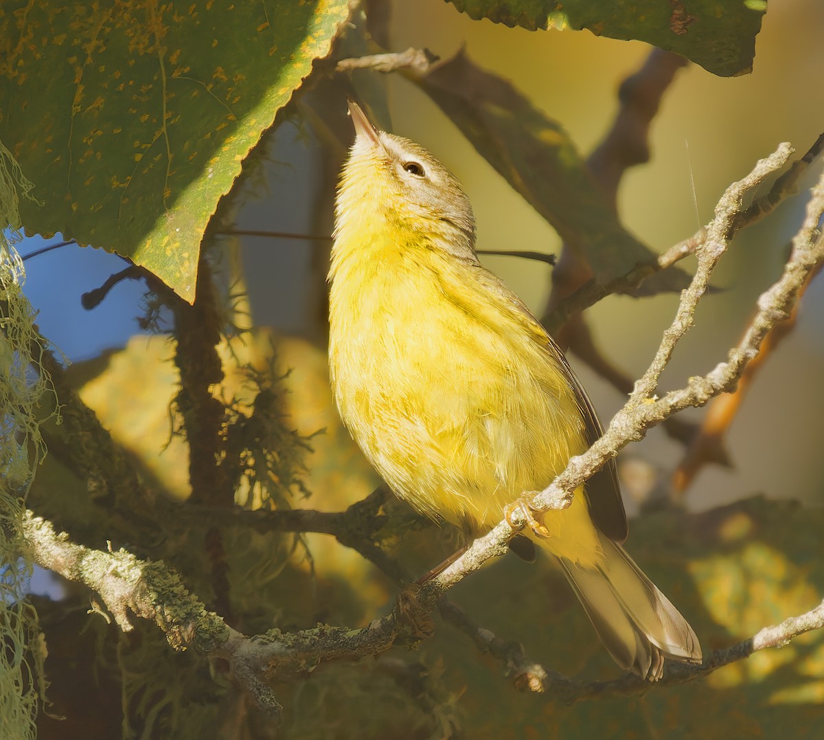 Prairie Warbler - ML644276292
