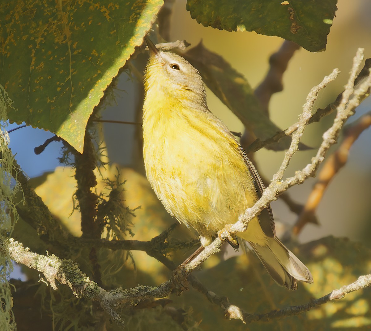 Prairie Warbler - ML644276293