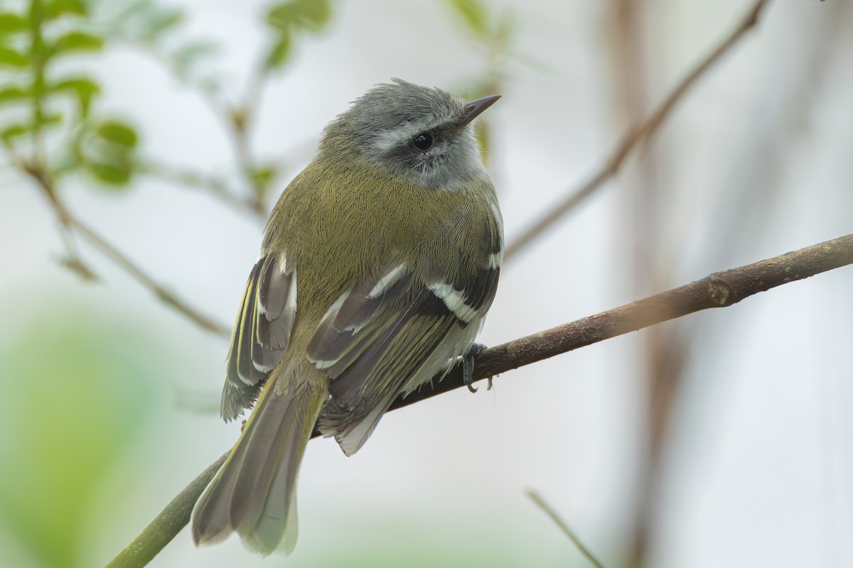 White-banded Tyrannulet - ML644276295