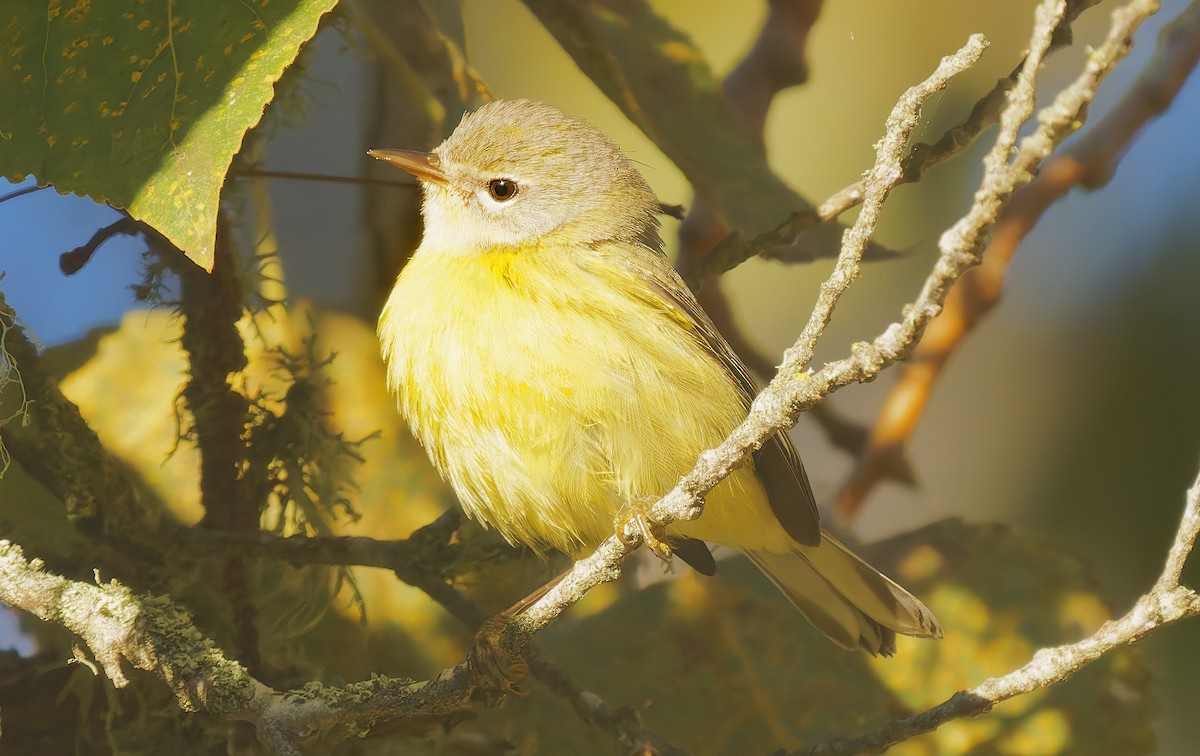Prairie Warbler - ML644276297