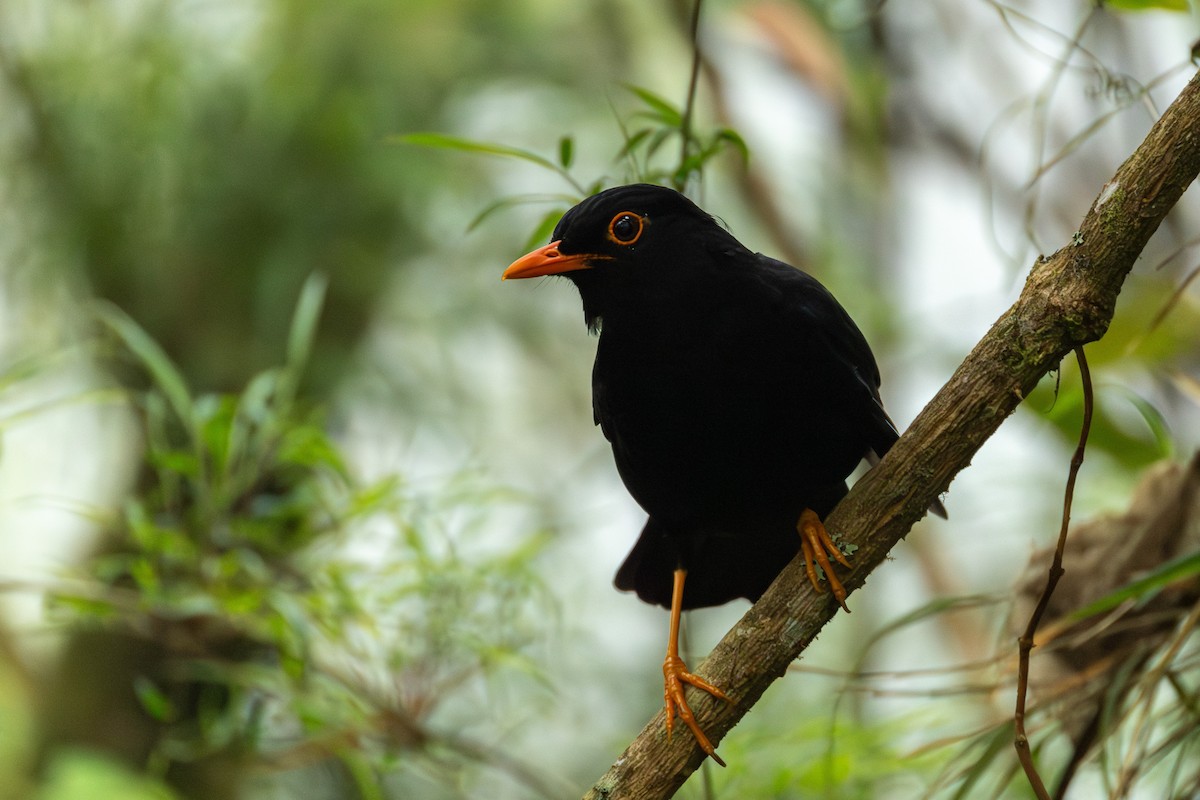 Merle lustré - ML644276304