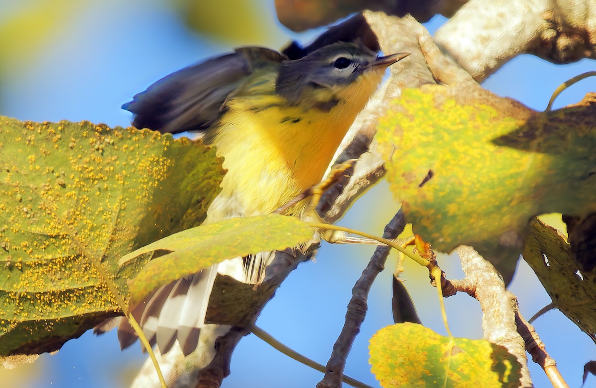 Prairie Warbler - ML644276305