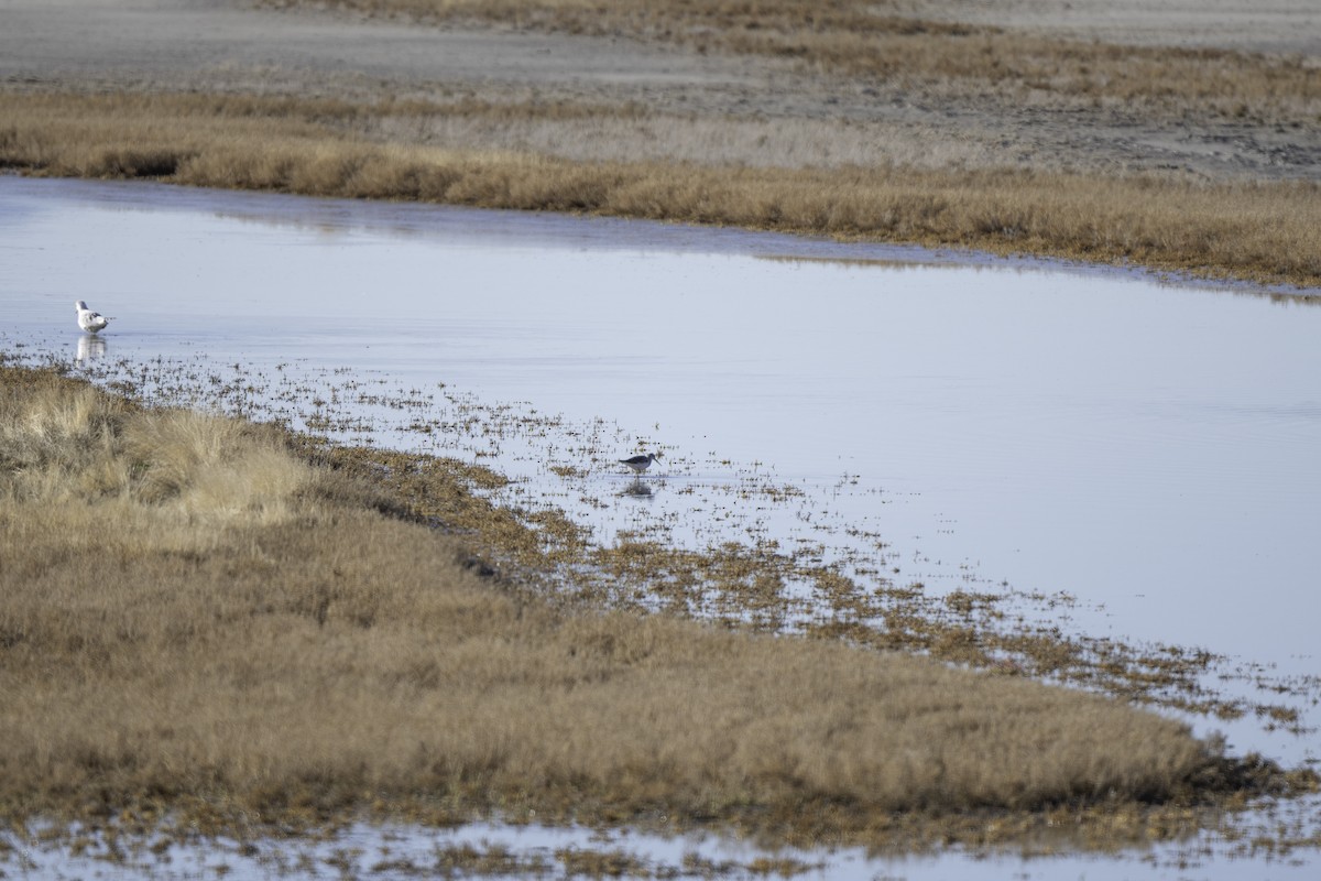 Greater Yellowlegs - ML644276311