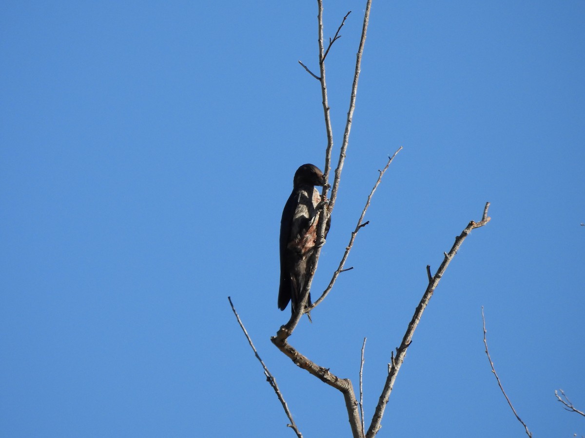 Lewis's Woodpecker - ML644276314