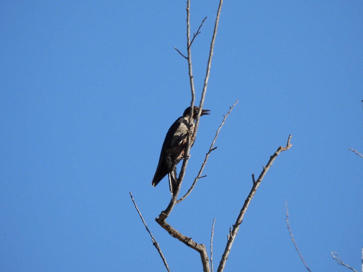 Lewis's Woodpecker - ML644276315