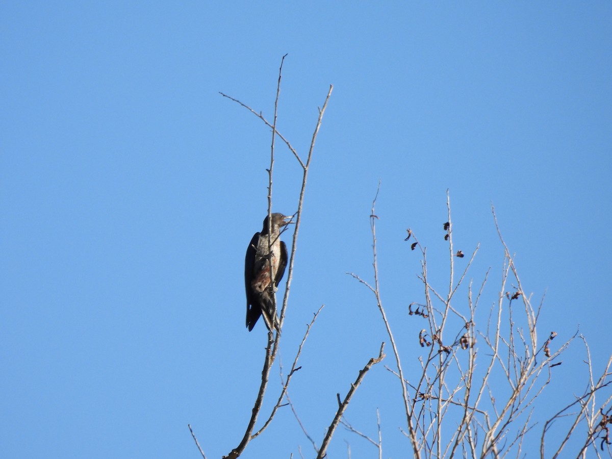 Lewis's Woodpecker - ML644276316