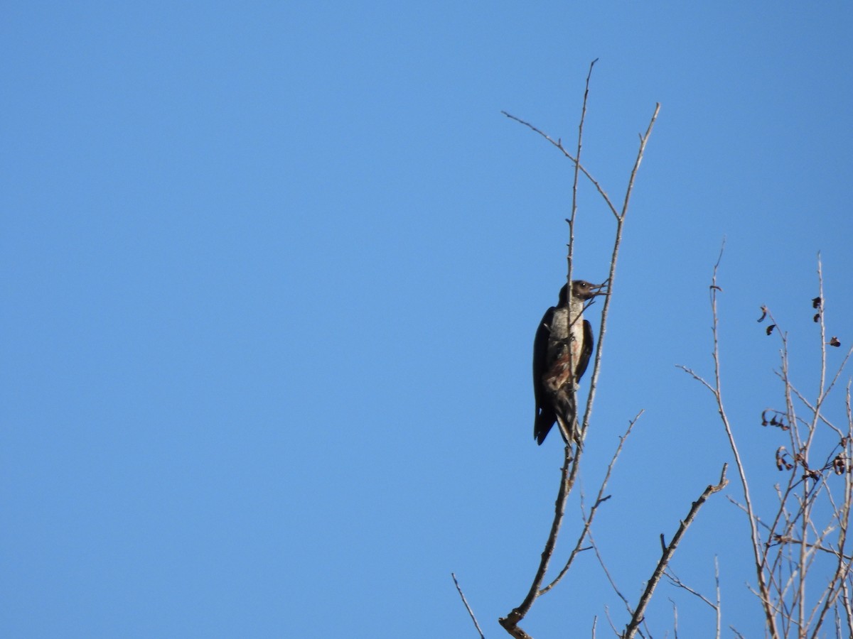Lewis's Woodpecker - ML644276317