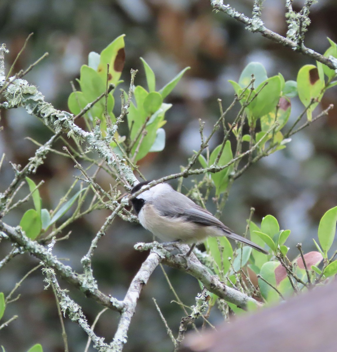 Каролинская гаичка - ML644276322