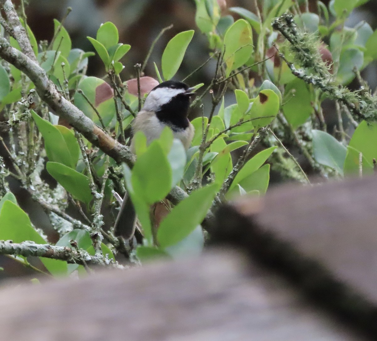 Каролинская гаичка - ML644276323