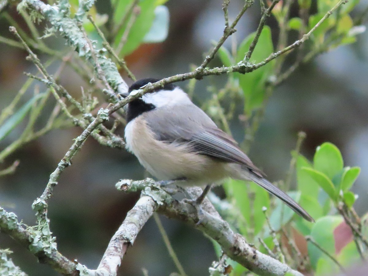 Каролинская гаичка - ML644276325