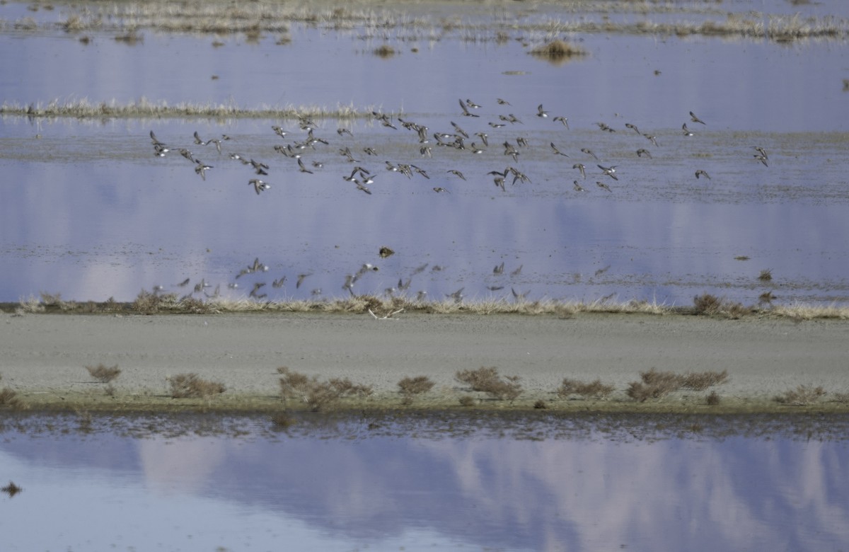 Least Sandpiper - ML644276333